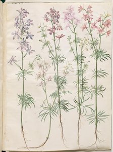 Consolida regalis (forking larkspur)