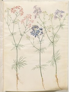 Consolida regalis (Corn-Ridderspore)