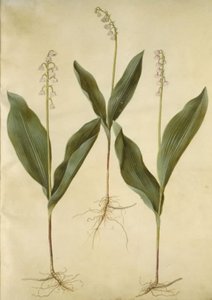 Convallaria majalis (Lily of the Valley); Convallaria majalis (Variety of Lily of the Valley)