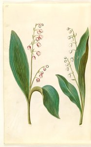 Convallaria majalis rosea (Red Lily of the Valley); Convallaria majalis (Lily of the Valley)