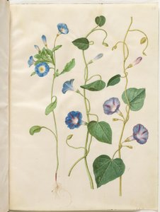 Convolvulus tricolor (Blue Morning Glory); Ipomoea purpurea (Purple Morning Glory)