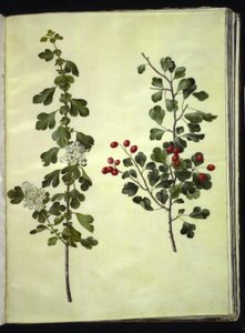 Crataegus laevigata (Common Hawthorn)