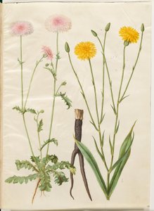 Crepis rubra (red hawksbeard); Scorzonera hispanica (black salsify)