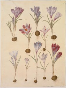 Crocus vernus (Spring Crocus)