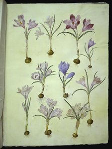 Crocus Vernus (Spring Crocus)