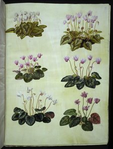 Ivy-Leaved Cyclamen; True Cyclamen