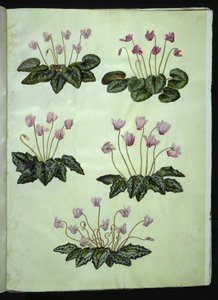 Cyclamen Purpurascens (Alpine Violet); Cyclamen Hederifolium (Ivy-leaved Cyclamen) by Hans Simon Holtzbecker