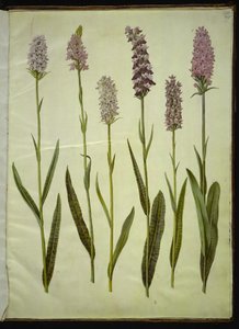 Dactylorhiza maculata (Spotted Orchid)