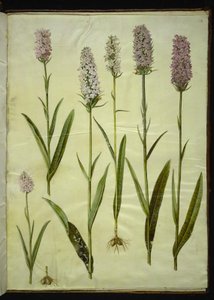 Dactylorhiza maculata (spotted orchid)