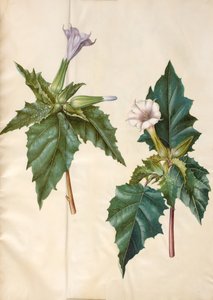 Datura stramonium (Common Thorn Apple)