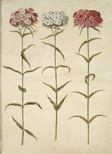 Dianthus Barbatus (Sweet William)