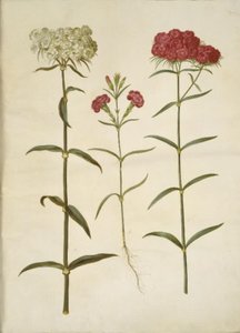 Dianthus barbatus (Sweet William); Dianthus (Species of Carnation)