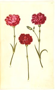 Dianthus Caryophyllus (Carnation)