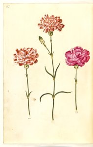 Dianthus caryophyllus (carnation)