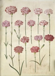 Dianthus Caryophyllus (Garden Carnation)