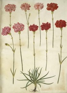 Dianthus caryophyllus