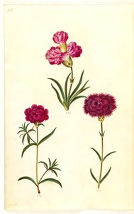 Dianthus caryophyllus (carnation)