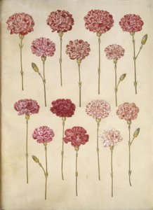 Dianthus Caryophyllus (Carnation) by Hans Simon Holtzbecker