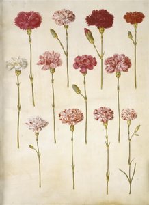 Dianthus Caryophyllus (Carnation)