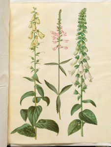 Digitalis grandiflora (Large-flowered Foxglove); Physostegia virginiana (Obedient Plant); Digitalis purpurea (Common Foxglove) by Hans Simon Holtzbecker