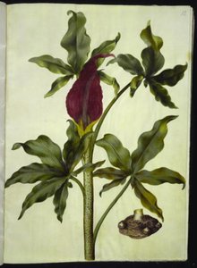 Dracunculus vulgaris (Common Dragon Arum)