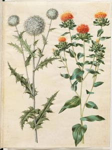 Echinops Sphaerocephalus (Common Globe Thistle); Carthamus Tinctorius (Safflower)