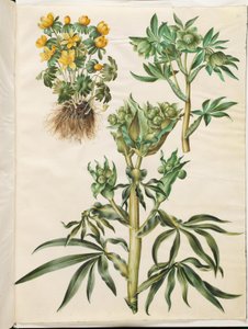 Eranthis hyemalis (Winter Aconite); Helleborus viridis (Green Hellebore); Helleborus foetidus (Stinking Hellebore)