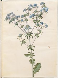 Eryngium planum (sea holly)