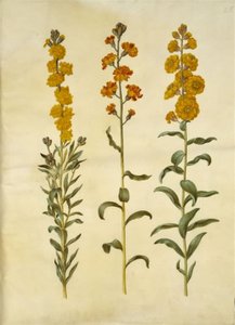 Erysimum cheiri (Wallflower)