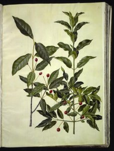 Euonymus latifolius (Broad-leaved Spindle); Euonymus europaeus (Common Spindle)