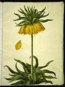 Fritillaria imperialis (crown imperial)