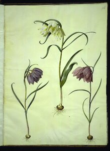 Fritillaria Meleagris (Common Snake