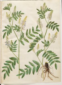 Galega officinalis (Medicinal Goat