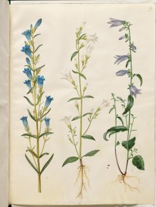 Gentiana pneumonanthe (Marsh Gentian); Campanula patula (Spreading Bellflower); Campanula rapunculoides (Creeping Bellflower) by Hans Simon Holtzbecker