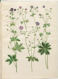 Geranium phaeum; Geranium sylvaticum