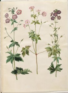 Geranium phaeum (dusky cranesbill); Geranium versicolor (pencilled cranesbill)