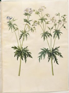 Geranium Pratense (Meadow Crane