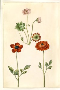 Geranium sanguineum striatum (Striped Cranesbill); Ranunculus asiaticus (Garden Ranunculus)