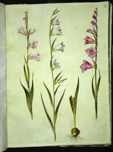 Gladiolus communis