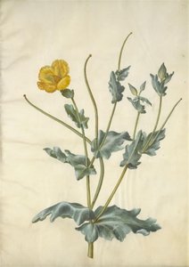 Glaucium flavum (Yellow Horned Poppy)