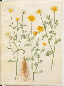 Glebionis coronaria (Crown Daisy)