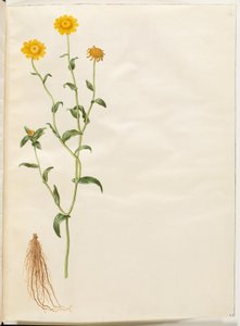 Glebionis segetum (Corn Marigold)