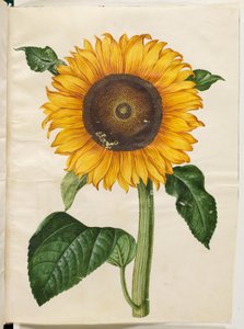 Helianthus annuus (Common Sunflower)