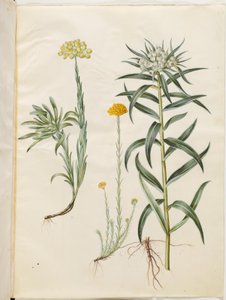 Helichrysum Orientale (Bush Everlasting); Helichrysum Stoechas (Stinking Everlasting); Anaphalis Margaritacea (Common Pearly Everlasting)