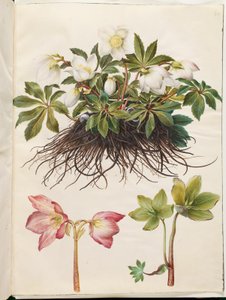 Helleborus niger (Christmas Rose)
