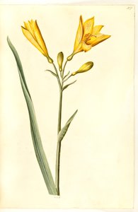 Hemerocallis lilioasphodelus (Yellow Daylily)