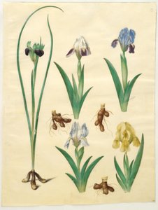 Hermodactylus tuberosus (Hermes Finger); Iris pumila (Dwarf Iris) or Iris lutescens (Dwarf Iris)