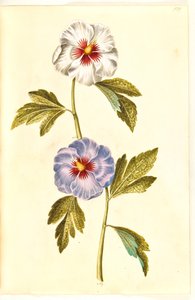 Hibiscus syriacus (Syrian Rose)