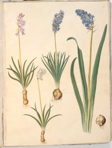Hyacinthoides non-scripta (Common Bluebell); Hyacinthoides hispanica (Spanish Bluebell)