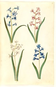 Hyacinthus Orientalis (Common Hyacinth)